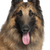 Tervueren Belgian Shepherd Dog with long hair Breed description