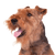 Welsh Terrier breed description, temperament and character of the Terrier from Wales, dog breed from England, dog from Wales, brown dog similar to Fox Terrier