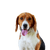 Descripción de la raza American Foxhound, perro parecido al Beagle