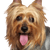 Retrato de Australian Silky Terrier, perro pequeño con pelaje largo, perro saca la lengua, retrato de perro, raza de perro australiano, perro pequeño para ciudad y niños