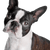 Boston terrier