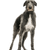 Deerhound escocés, perro grande de pelo áspero, perro grande gris, galgo