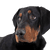 descripción de la raza erdelyi-kopo, raza canina húngara, perro de Hungría, perro grande de color negro parecido al doberman, perro de Transilvania