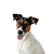 Descripción de la raza Smooth Fox Terrier, perro de tamaño medio con hocico largo, perro con orejas de punta, perro de familia, perro guardián, perro de caza, raza de perro activo para familias, perro deportivo de Gran Bretaña, raza de perro inglés de pelaje liso, tricolor.