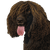 Descripción y carácter de la raza Irish Water Spaniel, cola de rata en el perro, perro con cola de rata, cola no peluda en el macho, perro de agua irlandés con rizos en toda la cabeza excepto en el hocico, perro grande y marrón con rizos, pelaje rizado, perro que es bueno para el trabajo de cobro, perro guardián, perro de familia, perro de compañía, perro de caza de Irlanda, raza de perro irlandés, perro divertido