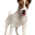 Descripción de la raza Jack Russell Terrier