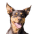 Descripción de la raza Kelpie, perro con orejas puntiagudas de Australia, perros pastores australianos, raza de perro crema marrón