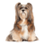 Descripción de la raza Lhasa Apso, perro de pelo muy largo y cuerpo pequeño