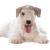 Descripción de la raza Sealyham Terrier, perro de ciudad, perro pequeño principiante blanco con pelaje ondulado, orejas en triángulo, perro con mucho pelo en el hocico, perro de familia, raza de perro de Gales, raza de perro de Inglaterra, raza de perro británica