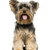 Descripción de la raza de perro Yorkshire Terrier