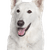 Descripción de la raza de perro pastor blanco suizo