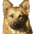Descripción de la raza de perro Harzer Fox