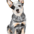 Descripción de la raza de perro boyero australiano Merle