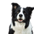 Descripción de la raza Border Collie