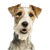 Descripción de la raza Fox Terrier