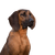 Hannoverscher Schweißhund, perro de tamaño medio con orejas caídas, perro marrón con máscara negra, raza de perro de caza, perro de Alemania, raza de perro alemán, perro de familia, Bracke