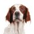 Perro, Mamífero, Vertebrado, Cánido, Raza de perro, Carnívoro, Setter irlandés rojo y blanco, Raza similar al French Spaniel, Perro similar a la Bretaña, Grupo deportivo, Setter irlandés rojo y blanco de orejas largas y caídas