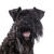 Kerry Blue Terrier, perro negro en la pradera, perro con cola corta, perro con rizos, perro parecido al Schnauzer, raza de perro azul, perro irlandés, perro de Irlanda, raza de perro con cola rizada y mucho pelo en la cara