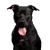 Perro, Vertebrado, Raza de perro, Canidae, Mamífero, Carnívoro, Bozal, American Pit Bull Terrier Negro, Grupo deportivo, Perro de compañía, Perro de pelea, Perro de lista