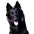 Temperamento Groenendael, Descripción de la raza de perro Pastor Belga Negro