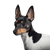 Toy Foxterrier sur fond noir