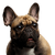 Chien, mammifère, vertébré, Canidae, race de chien, bouledogue français fauve, museau, chien de compagnie, carnivore, bouledogue,