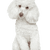 Description de la race caniche