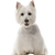 Description du caractère du West Highland White Terrier et plus, petit chien blanc avec STehohren d'Écosse