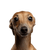 Chien, mammifère, vertébré, race de chien, Canidae, carnivore, museau, tête, lévrier italien, whippet,