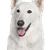 Description de la race du berger blanc suisse