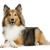 Description de la race du chien de berger des Shetland Sheltie