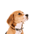 Foxhound anglais : description de la race, tempérament et caractère, chien tricolore, chien aux oreilles tombantes d'Angleterre, chien de Grande-Bretagne, chien de chasse anglais, chien de chasse, tricolore, chien tricolore, chien similaire au Beagle.