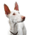 Portrait d'un chien de la race Podenco ibicenco de couleur blanche