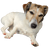 Hund,Hunderasse,Fleischfresser,Begleithund,Schnauze,Arbeitstier,Landtier,Trinkgeschirr,Pfote,Schrift,