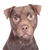 Patterdale Terrier Temperament Description de la race, brun Chien moyen