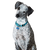 Hund,Hunderasse,Fleischfresser,Kitz,Hundehalsband,Schnauze,Halsband,Sportliche Gruppe,Arbeitstier,Canidae,