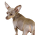 Description de la race du chien Prager Rattler