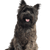 Profil du Cairn Terrier Image du chien