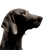 Chien, vertébré, Canidae, race de chien, mammifère, carnivore, Weimaraner, groupe sportif, chien gris, grand chien à oreilles tombantes