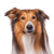 Description de la race Collie, collie à poils longs, chien de troupeau, chien de famille, chien à poil long, poil lisse, chien aux oreilles dressées, chien de travail, race tricolore d'Écosse.