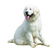 Kuvasz kutya fajta leírása