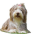 Bearded Collie kutya