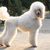 Poodle fajta leírása