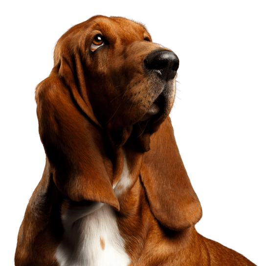 Hund, Säugetier, Wirbeltier, Hunderasse, Canidae, Fleischfresser, Basset Hound, Bloodhound, Basset Artésien Normand, Hound