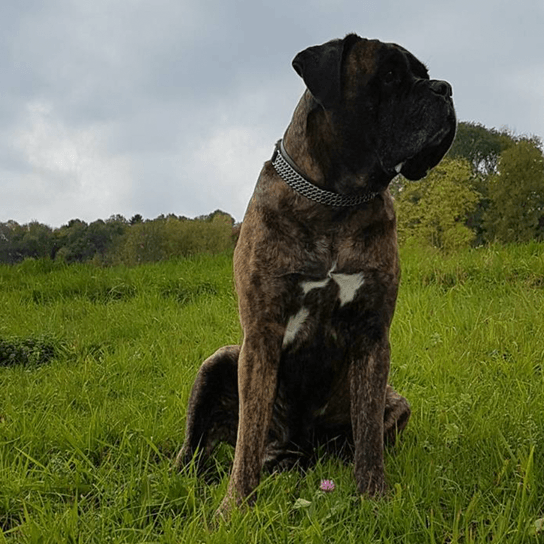 Boxer Mischling im Graas Hund, Himmel, Pflanze, Wolke, Fleischfresser, Leber, Arbeitstier, Hunderasse, Halsband, Begleithund,