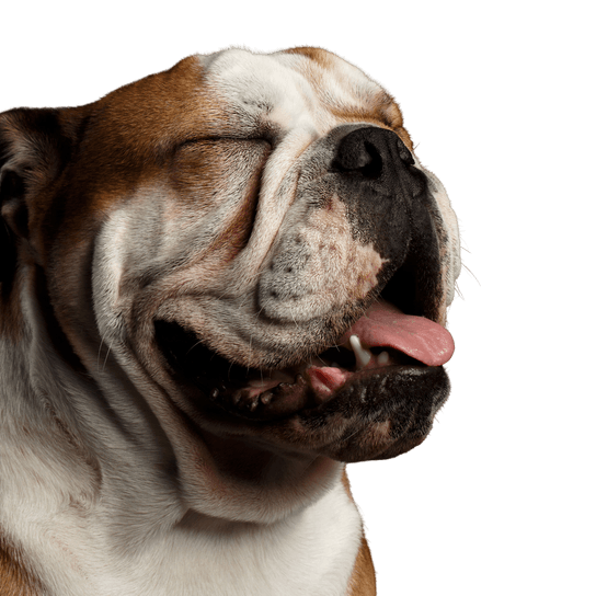 Säugetier, Hund, Wirbeltier, Hunderasse, alte englische Bulldogge, Canidae, britische Bulldoggen, Bulldogge, alte englische Bulldogge, braun weiße Hunde Rasse, mittelgroßer Hund