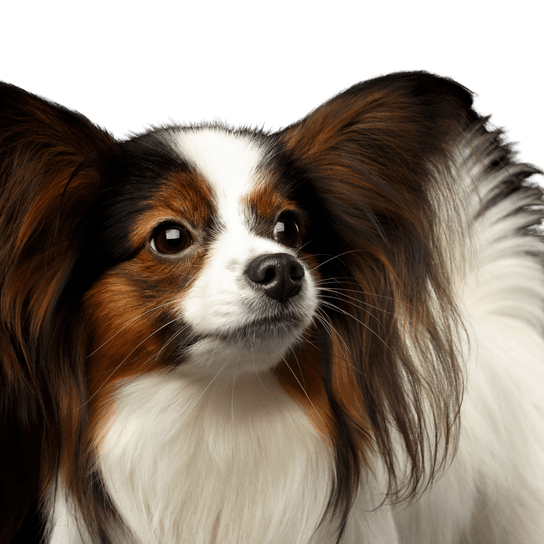 Hund, Säugetier, Wirbeltier, Hunderasse, Canidae, Phalène, Papillon, Begleithund, Fleischfresser, Spaniel, kleiner Hund mit langem Fell