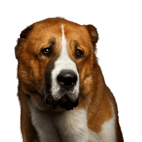 Alabai Dog,Mammal,Vertebrate,Dog breed,Canidae,Carnivore,Nose,Snout,Rafeiro do alentejo,Companion dog,