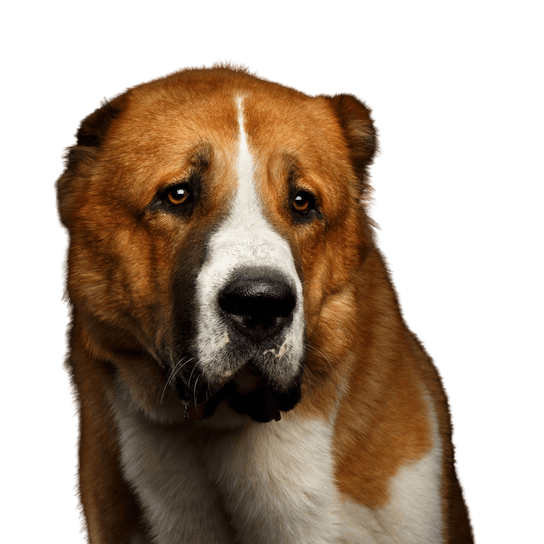 Dog,Mammal,Vertebrate,Dog breed,Canidae,Carnivore,Nose,Snout,Rafeiro do alentejo,Companion dog,