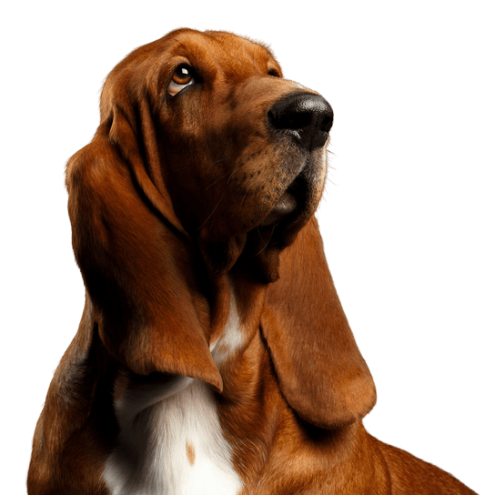 Basset Dog,Mammal,Vertebrate,Dog breed,Canidae,Carnivore,Basset hound,Bloodhound,Basset artésien normand,Hound,